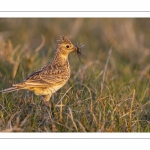 Alouette des champs (Alauda arvensis, Eurasian Skylark)