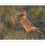 Alouette des champs (Alauda arvensis, Eurasian Skylark)