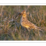 Alouette des champs (Alauda arvensis, Eurasian Skylark)