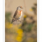 Linotte mélodieuse (Linaria cannabina - Common Linnet)