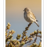 Linotte mélodieuse (Linaria cannabina - Common Linnet)