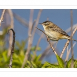 Phragmite des joncs (Acrocephalus schoenobaenus - Sedge Warbler)