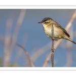 Phragmite des joncs (Acrocephalus schoenobaenus - Sedge Warbler)