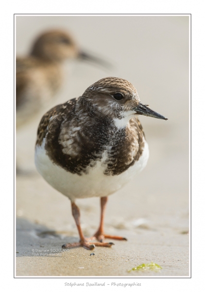 Tournepierre_30_08_2015_006-BorderMaker