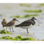 Tournepierre_30_08_2015_001-BorderMaker