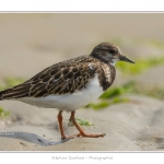 Tournepierre_30_08_2015_010-BorderMaker