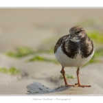 Tournepierre_30_08_2015_011-BorderMaker