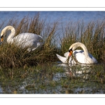 Cygne tuberculé (Cygnus olor) construisant leur nid