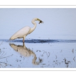 Grande Aigrette à la pêche