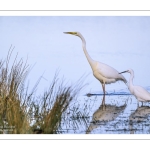 Grande Aigrette à la pêche