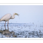 Grande Aigrette à la pêche