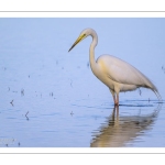 Grande Aigrette à la pêche