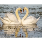 Parades amoureuses de cygnes tuberculés (Cygnus olor)