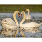 Parades amoureuses de cygnes tuberculés (Cygnus olor)