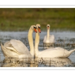 Parades amoureuses de cygnes tuberculés (Cygnus olor)