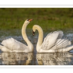 Parades amoureuses de cygnes tuberculés (Cygnus olor)