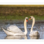 Parades amoureuses de cygnes tuberculés (Cygnus olor)