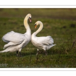 Parades amoureuses de cygnes tuberculés (Cygnus olor)