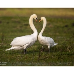 Parades amoureuses de cygnes tuberculés (Cygnus olor)