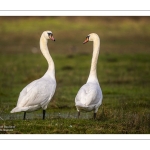 Parades amoureuses de cygnes tuberculés (Cygnus olor)