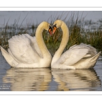 Parades amoureuses de cygnes tuberculés (Cygnus olor)