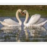 Parades amoureuses de cygnes tuberculés (Cygnus olor)