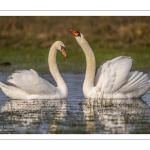 Parades amoureuses de cygnes tuberculés (Cygnus olor)