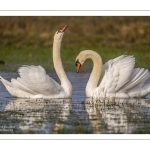 Parades amoureuses de cygnes tuberculés (Cygnus olor)