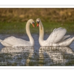 Parades amoureuses de cygnes tuberculés (Cygnus olor)