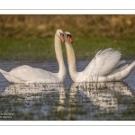 Parades amoureuses de cygnes tuberculés (Cygnus olor)