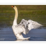 Cygne tuberculé (Cygnus olor) qui bat des ailes après sa toilette