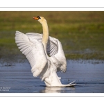 Cygne tuberculé (Cygnus olor) qui bat des ailes après sa toilette