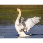 Cygne tuberculé (Cygnus olor) qui bat des ailes après sa toilette