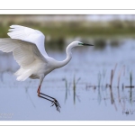 Grande Aigrette (Ardea alba) à la pêche aux tritons