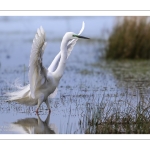 Grande Aigrette (Ardea alba) à la pêche aux tritons