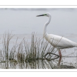 Grande Aigrette (Ardea alba) à la pêche aux tritons