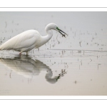 Grande Aigrette (Ardea alba) à la pêche aux tritons