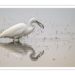 Grande Aigrette (Ardea alba) à la pêche aux tritons