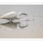 Grande Aigrette (Ardea alba) à la pêche aux tritons