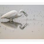 Grande Aigrette (Ardea alba) à la pêche aux tritons