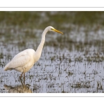 Grande Aigrette (Ardea alba) à la pêche