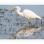 Grande Aigrette (Ardea alba) à la pêche