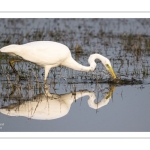 Grande Aigrette (Ardea alba) à la pêche