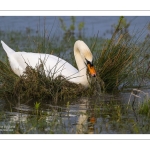 Cygne tuberculé (Cygnus olor) qui construit son nid