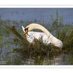 Cygne tuberculé (Cygnus olor) qui construit son nid