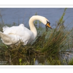 Cygne tuberculé (Cygnus olor) qui construit son nid