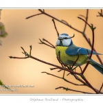 MÃ©sange bleue (Cyanistes caeruleus - Eurasian Blue Tit) - Saison : Hiver - Lieu : Marcheville, Somme, Picardie