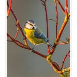 MÃ©sange bleue (Cyanistes caeruleus - Eurasian Blue Tit) - Saison : Hiver - Lieu : Marcheville, Somme, Picardie