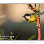 MÃ©sange charbonniÃ¨reParus major - Great Tit - Saison : Hiver - Lieu : Marcheville, Somme, Picardie