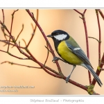 MÃ©sange charbonniÃ¨reParus major - Great Tit - Saison : Hiver - Lieu : Marcheville, Somme, Picardie